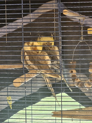 Nymphensittiche mit dem gesamten Zubehör