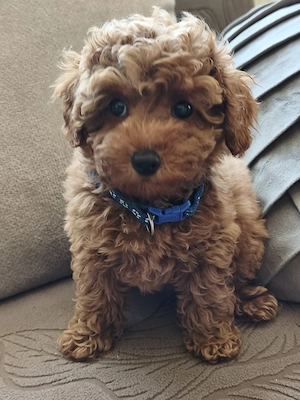 Toypudel Welpen beide Eltern jeweils mit Stammbaum