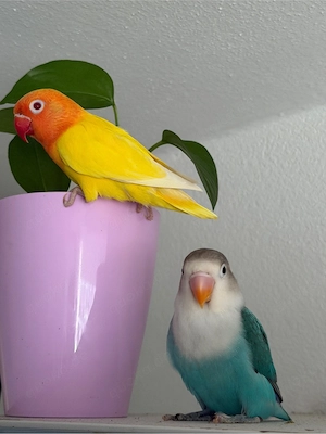 Agaporniden, Pfirsichköpfchen,