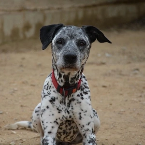 Shena   eine fröhliche Hündin, die ihr Herz noch einmal verschenken möchte
