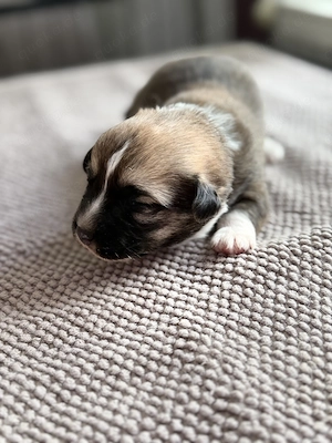 Corgi Cardigan Welpen