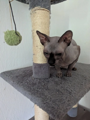 sphynx katze 