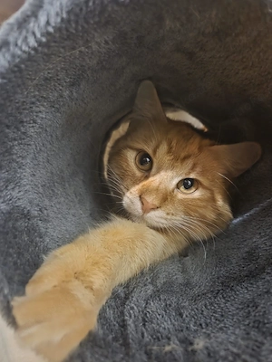 Junger Minecoonemix kater