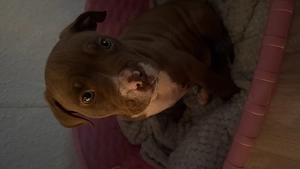 American Bulli 9 Wochen alt 