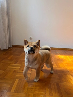Shiba inu Welpe ( weiblich) 
