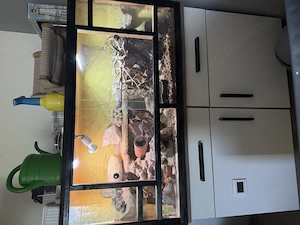 Leopard Gecko Paar inkl. Terrarium und Zubehör