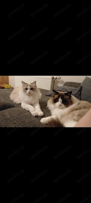 2 Ragdolls kater u. Katze 