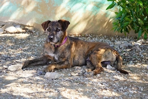 Tom   ein stiller, sanfter Herzenshund