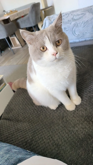 Britisch Kurzhaar Kater 