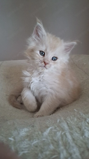 Maine Coon Kitten 