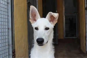 Ken   ein lebensfroher, liebenswerter Sonnenschein auf vier Pfoten sucht sein Für-immer-Zuhause! 