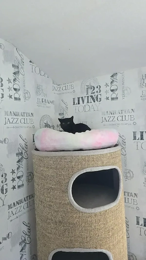 Britisch Kurzhaar Kater