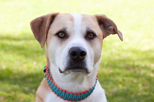 Lounis - 4 Jahre - Mix - Tierhilfe Franken e.V.