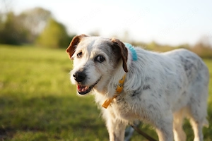 Grace in Berlin sucht ihr neues Zuhause 