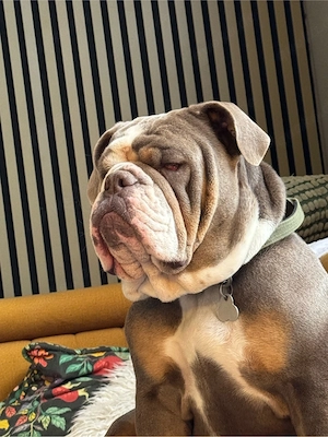 New Englisch Bulldog hündin sucht zuhause