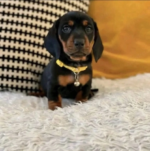 Dackelwelpen zur Adoption.