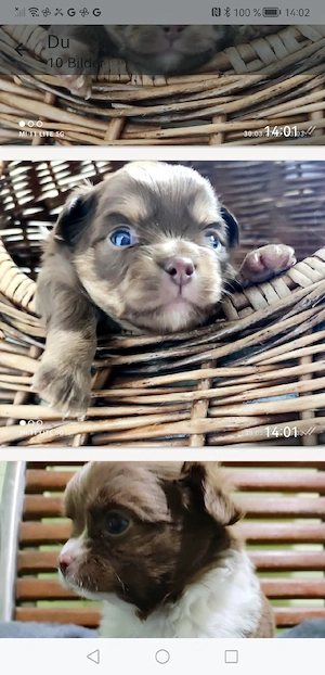 Reinrassige Chihuahua Welpen 