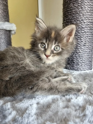 XXL Maine Coon Kitten Reinrassig