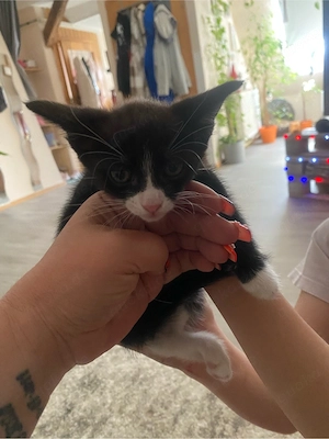 Katzenbabys die letzen 2 