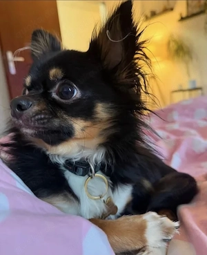 Chihuahua Langhaar Rüde