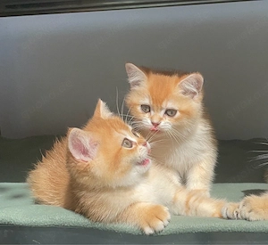 bkh golden kitten stammbaum männlich 
