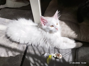 Maine Coon Kitten Kater