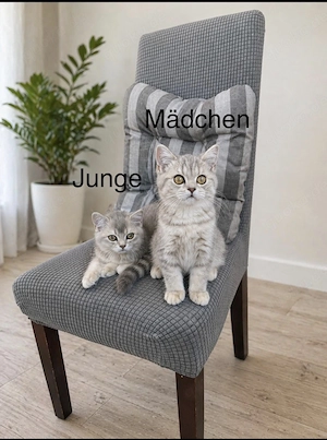 Wunderschöne Kitten ab sofort abzugeben 