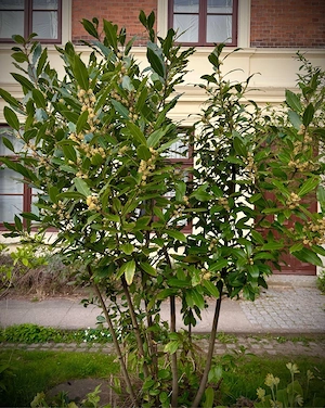 Echter Lorbeer (Laurus nobilis)