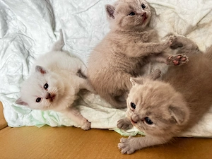 Hübsches reinrassiger BKH Kitten