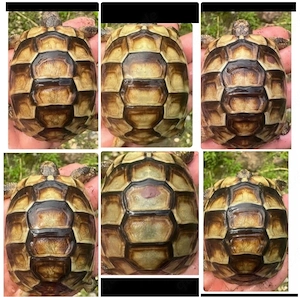 Testudo Marginata weissingeri 