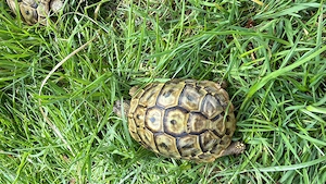 Griechisches Landschildkröte THB Weibchen