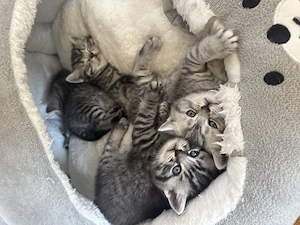 Reinrassige Bkh Kitten.