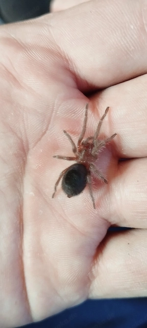 Grammostola Pulchra DNZ 01 26 FH3