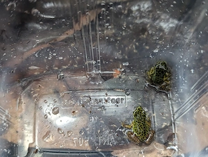 0.0.3 Oophaga pumilio "Colon"