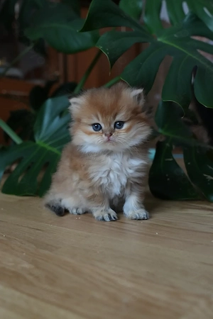 BLH Kätzchen in der Farbe black golden shaded 