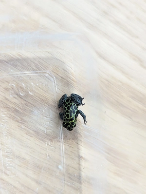 0.0.1 Ranitomeya imitator "Alto Cainarachi"