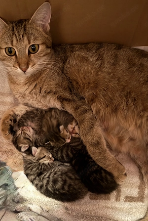 4 süße Katzenbabys suchen ein zuhause !