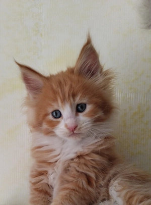 Mexx die unentschlossene