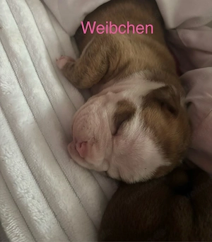 old englisch Bulldog