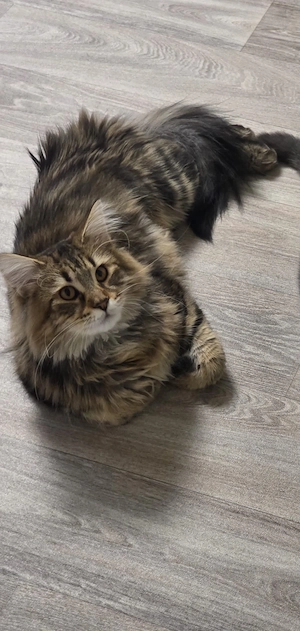 Maine-Coon-Kater sucht ein neues liebevolles Zuhause.
