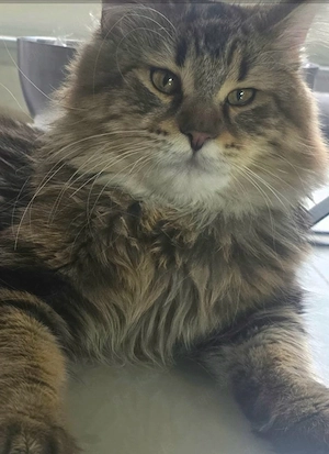 Maine-Coon-Kater sucht ein neues liebevolles Zuhause.