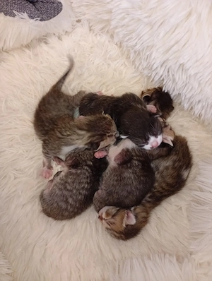 Mutterkatze mit babys 6 Stück 