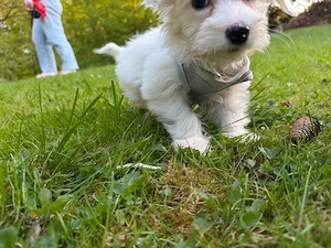 Malteser  maltipoo Mädchen mini