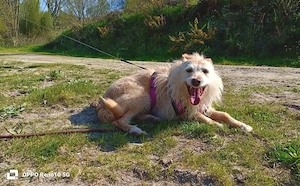 Die sanfte WHITNEY    sucht  ihre Herzensmenschen Bild 8