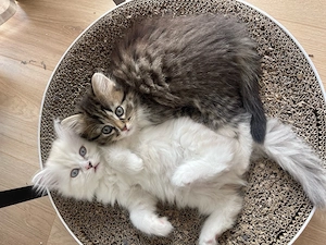 Siam-Perser Kätzchen