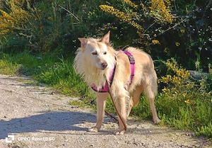 Die sanfte WHITNEY    sucht  ihre Herzensmenschen Bild 2