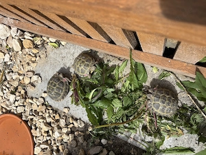 Russische Vierzehenschildkröten abzugeben 