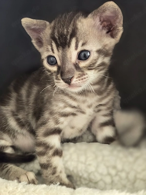 Bengalkitten reinrassig mit Stammbaum 