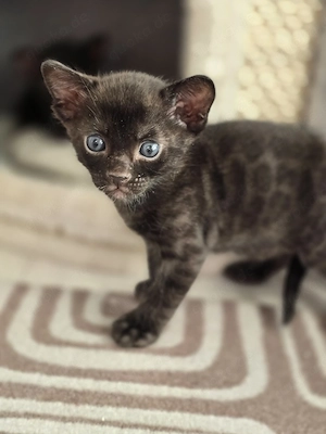 Bengalkitten reinrassig mit Stammbaum 