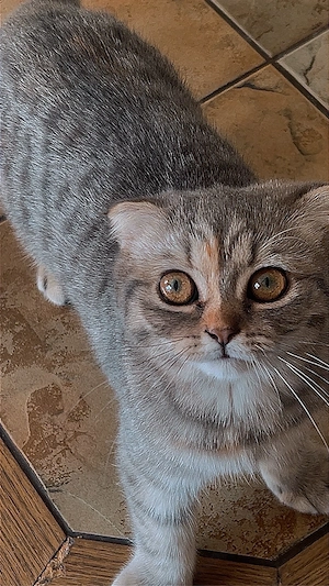 Drei weibliche Kitten (Ragdoll   Britisch Kurzhaar)   abgabebereit